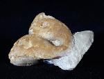 Pygope catulloi PICTET 1867 - Bild © FossNet FossilienStore